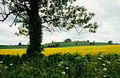 Europe, England, Warwickshire, near Campton Wynates, Windmill Hill