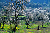 Europe, Spain, Majorca, near Selva, blooming almond trees