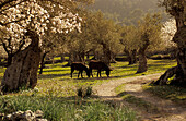 Europe, Spain, Majorca, Valldemossa, blooming almond trees