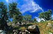 Europe, Spain, Majorca, Deia, olive tree