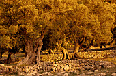 Europe, Spain, Majorca, olive tree