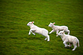 Three lambs playing on dike, St. Peter Ording, Schleswig-Holstein, Germany