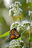 Monarch butterfly on flower, San Luis, Mexico