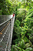 Frau überquert eine Hängebrücke im Regenwald, Arenal Hanging Bridges, Costa Rica, Mittelamerika