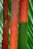 Bambus in den Küstenwälder der Karibik, Costa Rica, Mittelamerika
