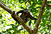 Howler monkey on the carribean coast of Costa Rica, Central America