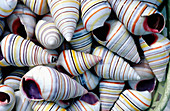 Painted shells. Miyazaki. Kyushu Island. Japan