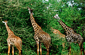 Masai Giraffes (Giraffa camelopardalis tippelskirchi). Tanzania