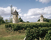 Vineyards. Bordeaux region. France