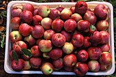 Close-up of red apples from top