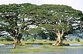 Tissa Wewa Tank (artificial lake). Tissamaharama. Sri Lanka