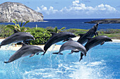 Dolphin show. Sea Life Park. Oahu. Hawaii. USA.