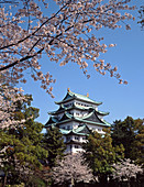 Japan, Nagoya. Nagoya-Jo castle. Cherry blossoms