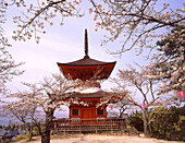 Japan, Miyajima. Itsukushima. Toho-to pagoda, cherry blossoms