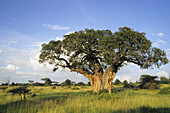 Baobab tree (Adansonia digitata). Tarangire National Park. Tanzania