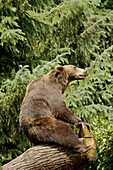 Brown Bear (Ursus arctos)