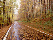 Außen, Baum, Bäume, Europa, Farbe, Gerade, Geraden, Herbst, Horizontal, Jahreszeit, Jahreszeiten, Landschaft, Landschaften, Landstraße, Landstraßen, Leer, Natur, Navarra, Niemand, Perspektive, Spanien, Straße, Straßen, Tageszeit, Vegetation, Wald, Wälder,
