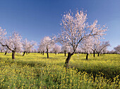 Wildflowers and almond trees field near Ciudad Real. Spain