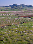 Almond trees in valley, Fuente Álamo de Murcia. Murcia, Spain