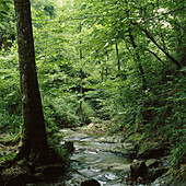 Urola river. Guipuzcoa, Euskadi, Spain