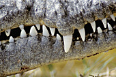 American crocodile (Crocodylus acutus). Florida. USA