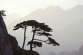 Mountain Pine in Yellow Mountains. China