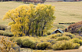 Aspen trees in fall colors. Colorado. USA