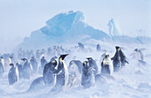 Emperor Penguins (Aptenodytes forsteri). Antarctica