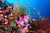 Crinoids (Crinoidea), soft corals (Dendronethya sp.) and reef fish on coral reef