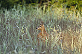 Rehbock (Capreolus capreolus) in Wiese, Bayern, Deutschland