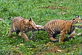 Siberian Tiger cubs playing, Panthera tigris altaica, captive