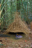 Laubenvogel, Hüttengärtner in seiner Laube, Beerenschmuck für das Weibchen, Amblyornis inornatus, Regenwald, Neuguinea, Irian Jaya, Indonesien