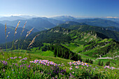 Alpine Asters at Hochgern with view to Chiemgau range and Loferer Steinberge range, Chiemgau range, Chiemgau, Upper Bavaria, Bavaria, Germany