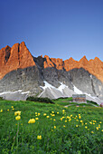 Sea of globeflowers with mountain lodge Falkenhütte, Karwendel range, Tyrol, Austria