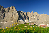 panorama of Karwendel range obove mountain lodge Falkenhütte, globeflowers in foreground, Karwendel range, Tyrol, Austria