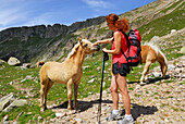 young woman fondling a foal, Haflinger, Sulzspitze, Sarntal range, South Tyrol, Alta Badia, Italy