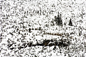 Verschneiter Tannenwald aus der Vogelperspektive, Schnalstal, Südtirol, Italien