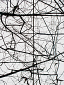 Bare branches under an electric cable in winter, Stuttgart, Baden-Württemberg, Germany