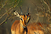 Impala (Aepyceros melampus) with red-billed Oxpeckers. Kruger National Park, South Africa