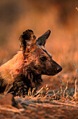 African Hunting Dog (Lycaon pictus). Kruger National Park, South Africa