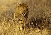 Young lion, Panthera leo, running, Kruger National Park, South Africa