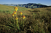 Red Hot Poker flowers and high altitude grassland, Golden Gate National Park, Free State, South Africa