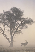 Global Warming, Sandstorm and Gemsbok oryx at 40C temperatures, Kgalagadi Transfrontier Park, South Africa
