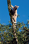 Ring-tailed Lemur (Lemur catta). Berenty, Madagascar