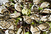 Oysters dish. Atlantic sea oysters. Selection from Marennes d'Oléron farm. Plateau de Fines de Claires de Marennes d'Oléron. Futuroscope, image and sound theme park. Poitiers. Vienne, Poitou-Charentes, France