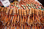 Lobsters for sale at fish market, Bergen. Hordaland, Norway