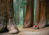 Sequoia trees in Mariposa Grove, Yosemite National Park. California, USA (July 2007)