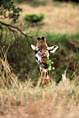 Masai Giraffe (Giraffa camelopardalis tippelskirchi). Kenya