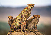 Cheetah (Acinonyx jubatus). Kenya