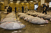 Frozen tunas auction  Tsukuji, biggest fishmarket in the world  Tokyo  Japan